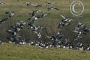 Barnacle Geese in flight.